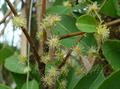 Indian plum